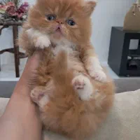 بچه گربه های شجره دار
