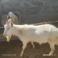 جبش ذات سنان .