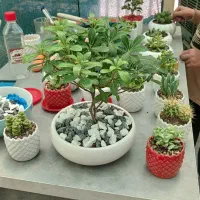 بونسای میخک هندی