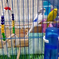 یک جفت مرغعشقباقفسمعاوضهباعروسهلندیماده|پرنده|الوند, |دیوار