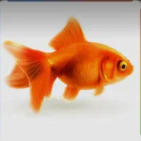 ماهی قرمز