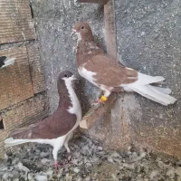 کبوتر پرشی همه پرنده