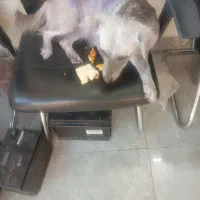 سگ رام رایگان