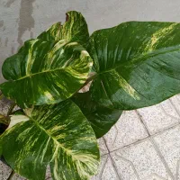 گل‌های آپارتمانی زیبا|گل و گیاه طبیعی|مشهد, نیزه|دیوار