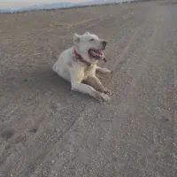 توله سرابی 15ماه