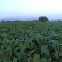 کاه لوبیا قرمز