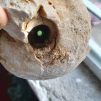 فسیل حلزون|کلکسیون اشیاء عتیقه|زرقان, |دیوار