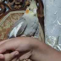 عروس هلندی نر یکساله|پرنده|تهران, نیکنام|دیوار