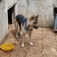 سگ باادب وحرف گوش|سگ|اردبیل, |دیوار