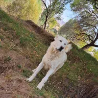 سگ گله|سگ|اراک, |دیوار