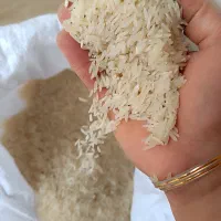 برنج فجر سوزنی و طارم هاشمی|خوردنی و آشامیدنی|گرگان, |دیوار