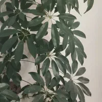 گل شفلرا و بنجامین|گل و گیاه طبیعی|نقده, |دیوار