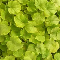 استخدام کارگر گلخانه خیار