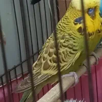 جوجه مرغ عشق انگلیسی