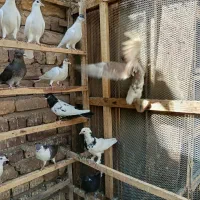 کفتر رنگی|پرنده|قم, بقیع|دیوار