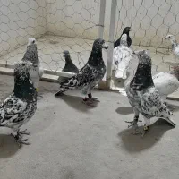 پرنده فروشی عمو حمید|پرنده|شیروان (خراسان), |دیوار