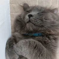 گربه نژاد دار