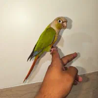 گرین چیک آناناسی فوق دستی به بازیگوش و شیطون