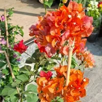 گل کاغذی پرگل