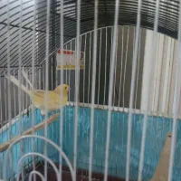 قناری ماده|پرنده|نسیم‌شهر, |دیوار