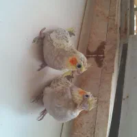عروس هلندی سرلاکی