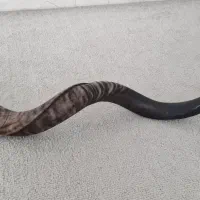 بوق شاخی اصل اصل