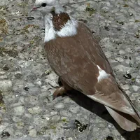 ماده کل سفید