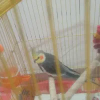 عروس بالغ نر مست آماده جفت گیری