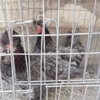 مرغ جوان