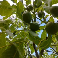 فروش انواع نهال