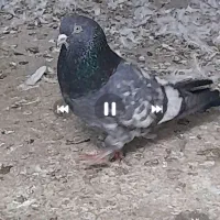 سه تا کفتر گرفتنی