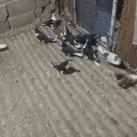 فروش کفتر چادری رنگی