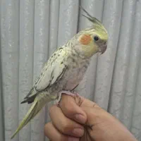 گمشده