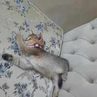 گربه بریتیش|گربه|تبریز, |دیوار