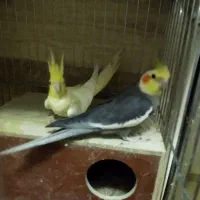 عروس هلندی مولد جوجه داده|پرنده|تهران, هاشمی|دیوار