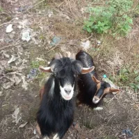 بز نرماده اهلی|حیوانات مزرعه|لولمان, |دیوار