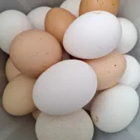 تخم مرغ ۱۷۰۰۰ تومان