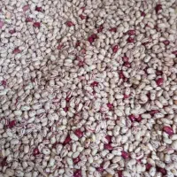 لوبیا تازه به شرط