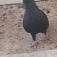 یک زاغ ابادانی نر مست