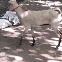 گوسفند