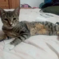 گربه های ناز وخونگی ومهربان وابسته به انسان|گربه|گنبد کاووس, |دیوار