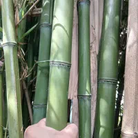 بامبو خارجی