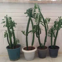 گل افور بیا