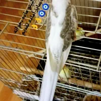 تعدادی عروس هلندی جفتی وتکی|پرنده|شیراز, گویم|دیوار