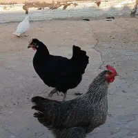 مرغ رسمی تخم گذار درجه یک