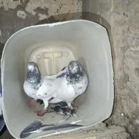 کبوتر کله دم|پرنده|چرداول, |دیوار