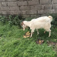 بز بزغاله پاکستانی ماده|حیوانات مزرعه|دابودشت, |دیوار