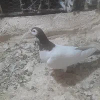 کفتر خال دم|پرنده|کاشمر, |دیوار