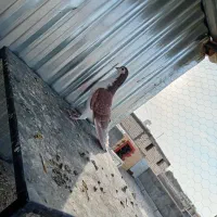 سیاه پشت|پرنده|نجفآباد, شیخ آباد|دیوار