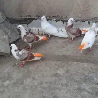 کبوترجوجه جیر